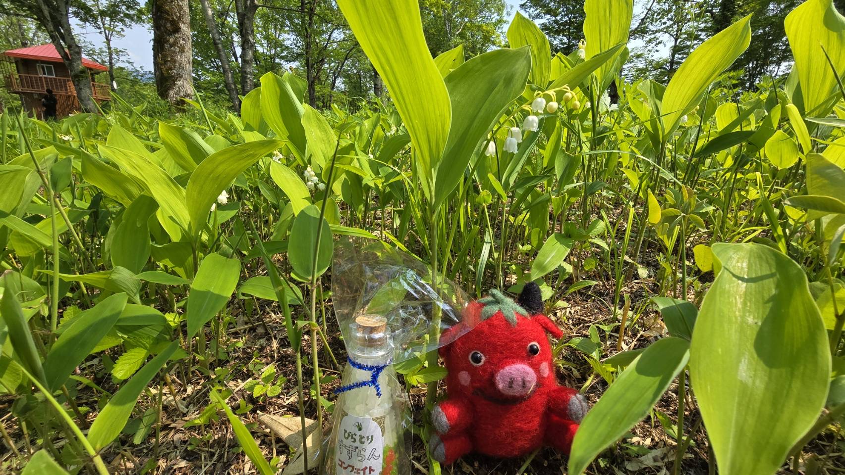 5月30日現在すずらん群生地開花状況