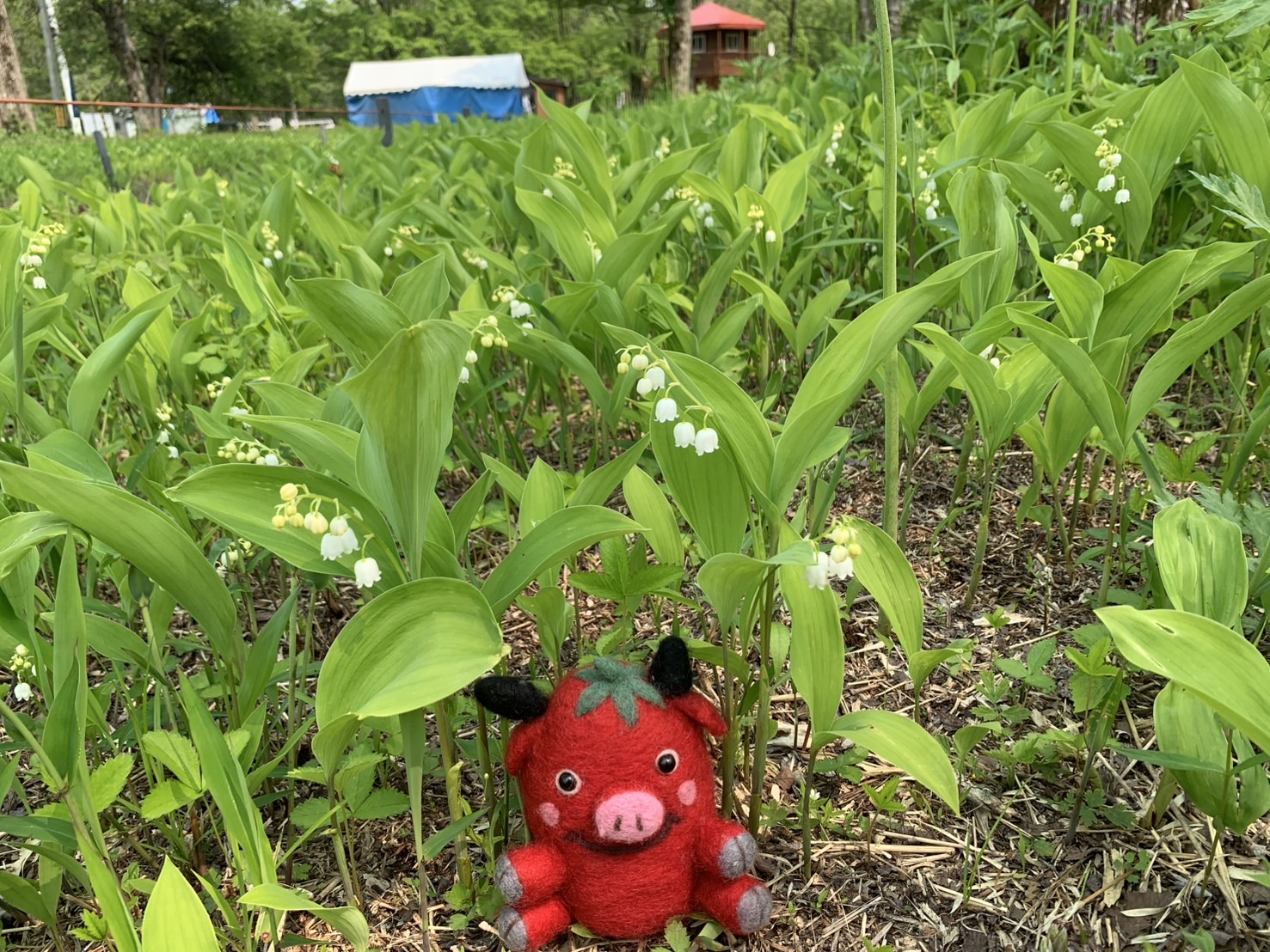 すずらん開花状況(5月29日現在)
