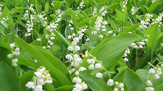 2枚の大きな葉の間から、白く小さな花が連なって生えているスズランが群生している写真