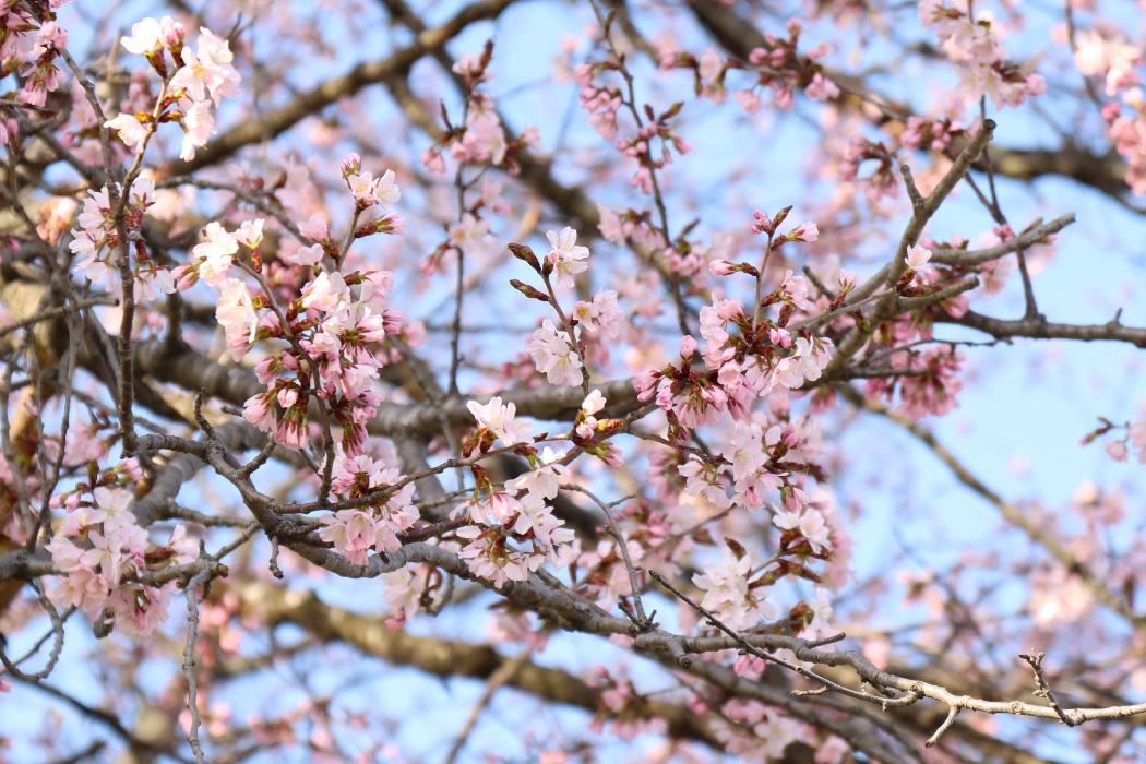 町内桜