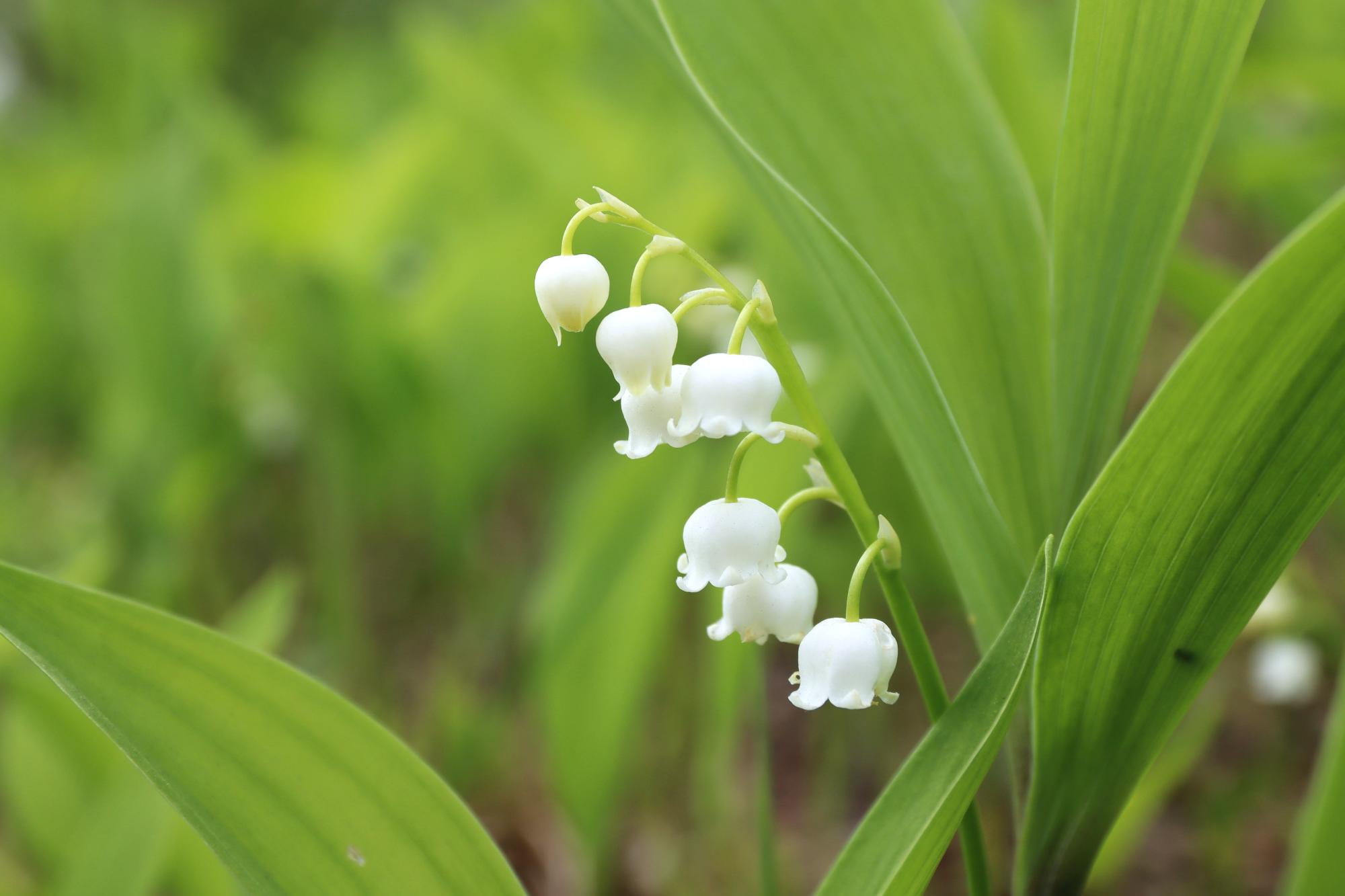 すずらん開花状況（5月24日現在1）