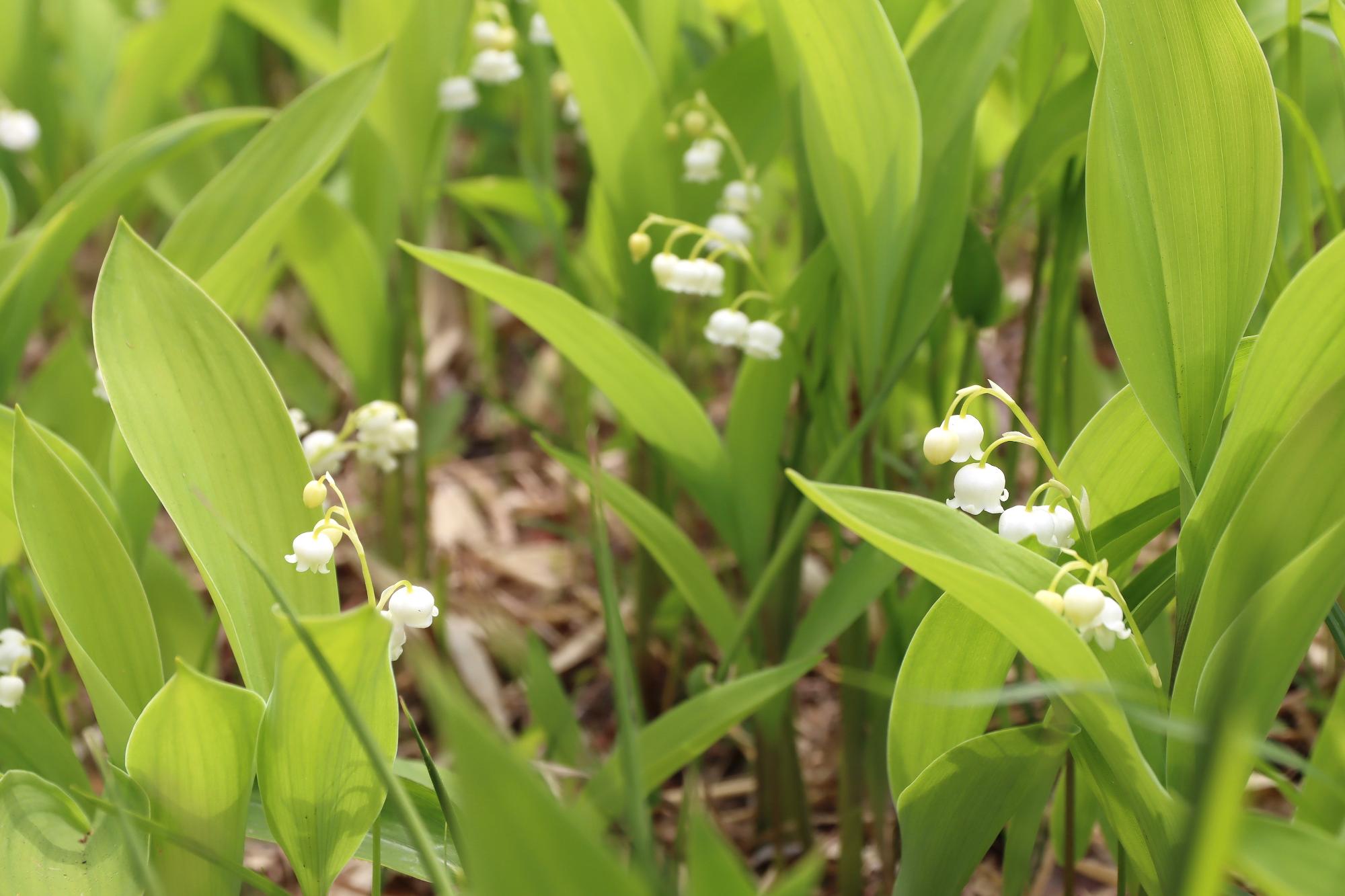 すずらん開花状況（5月24日現在2）