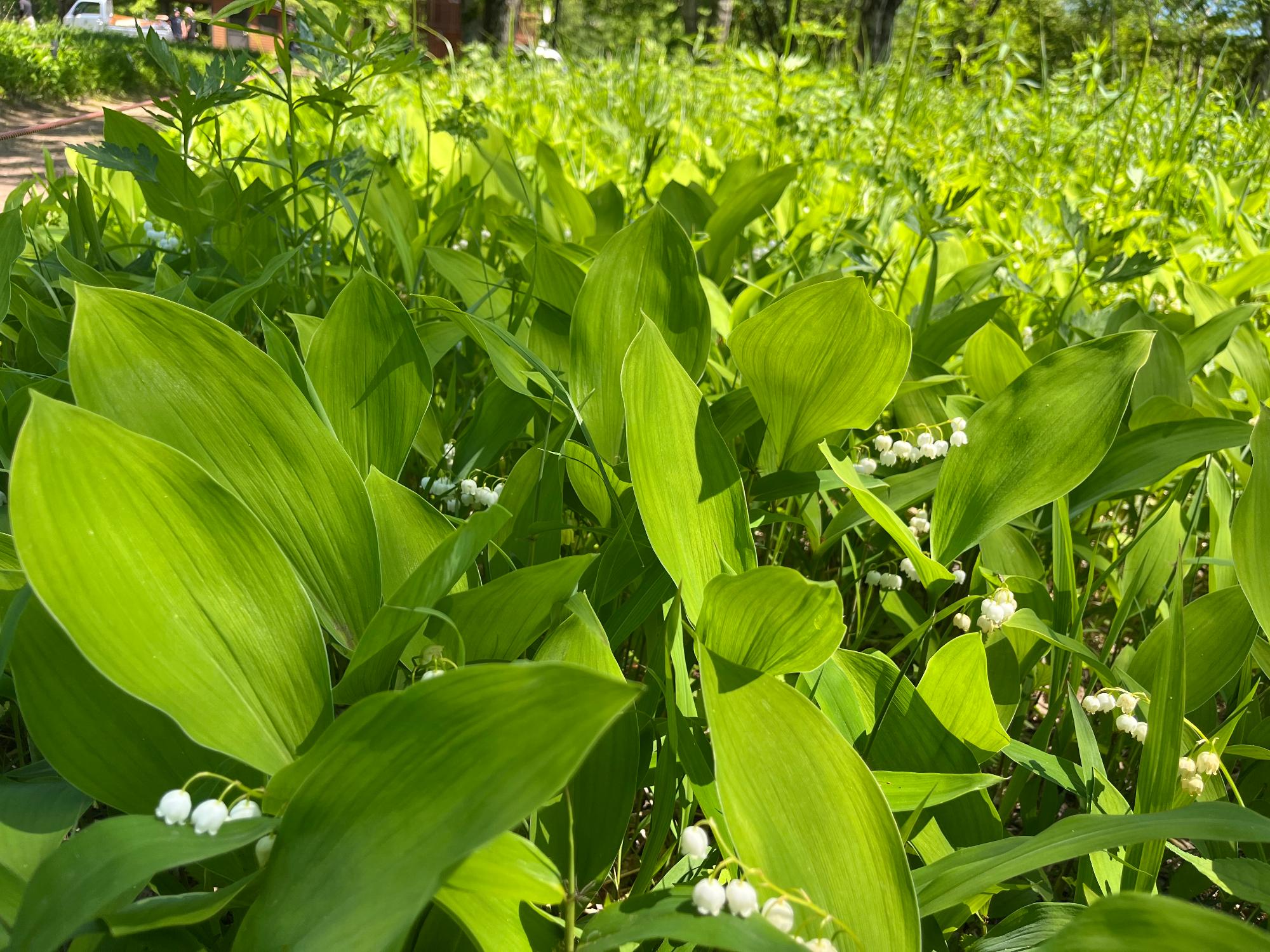 6月2日現在すずらん群生地開花状況