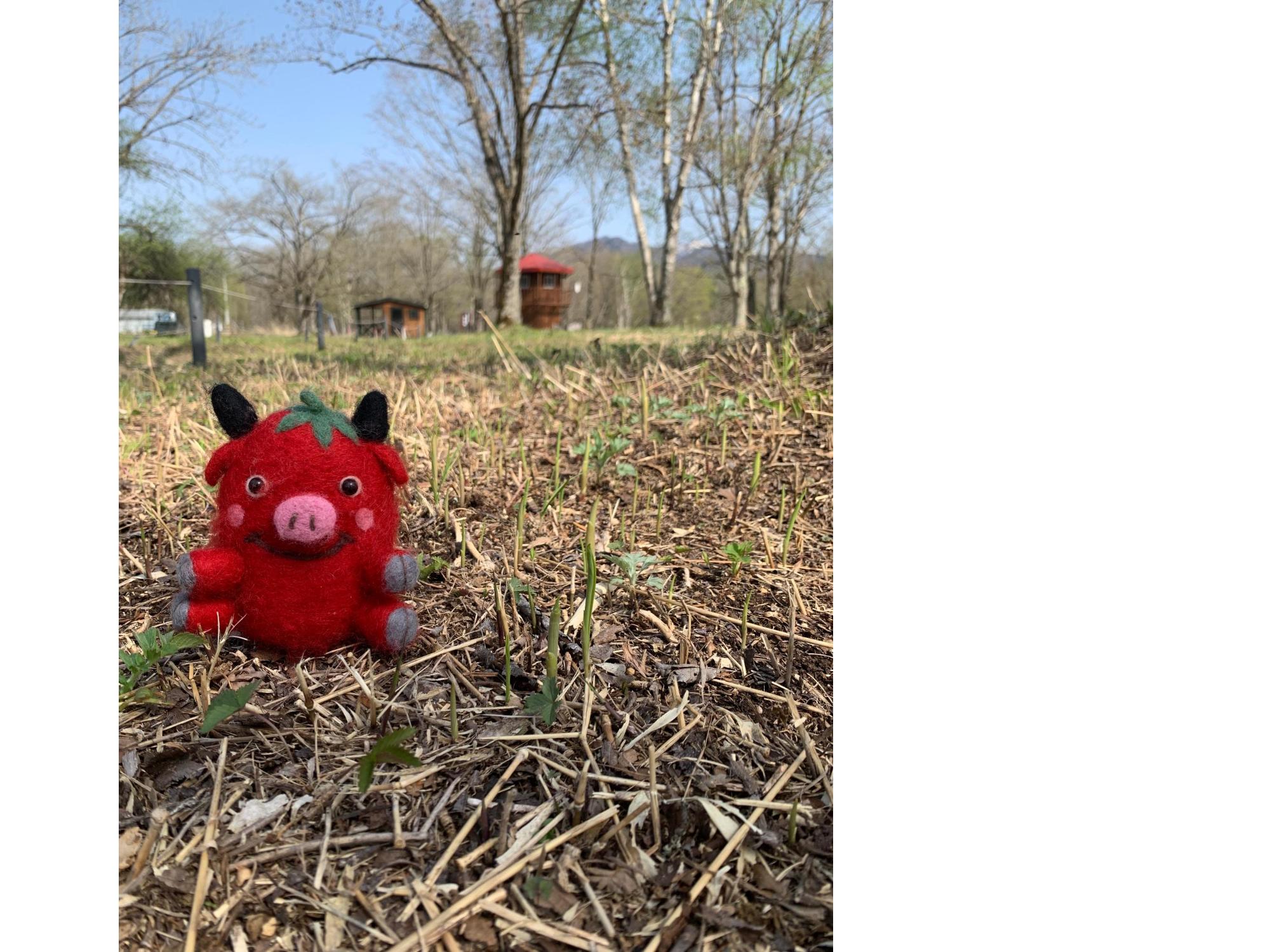 5月9日現在すずらん群生地開花状況