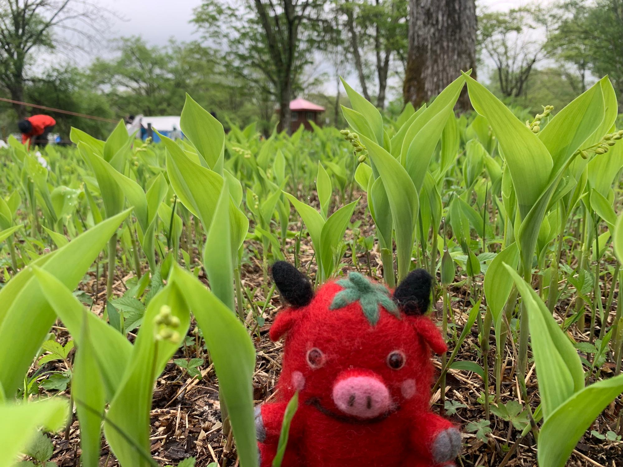 5月15日現在すずらん群生地開花状況