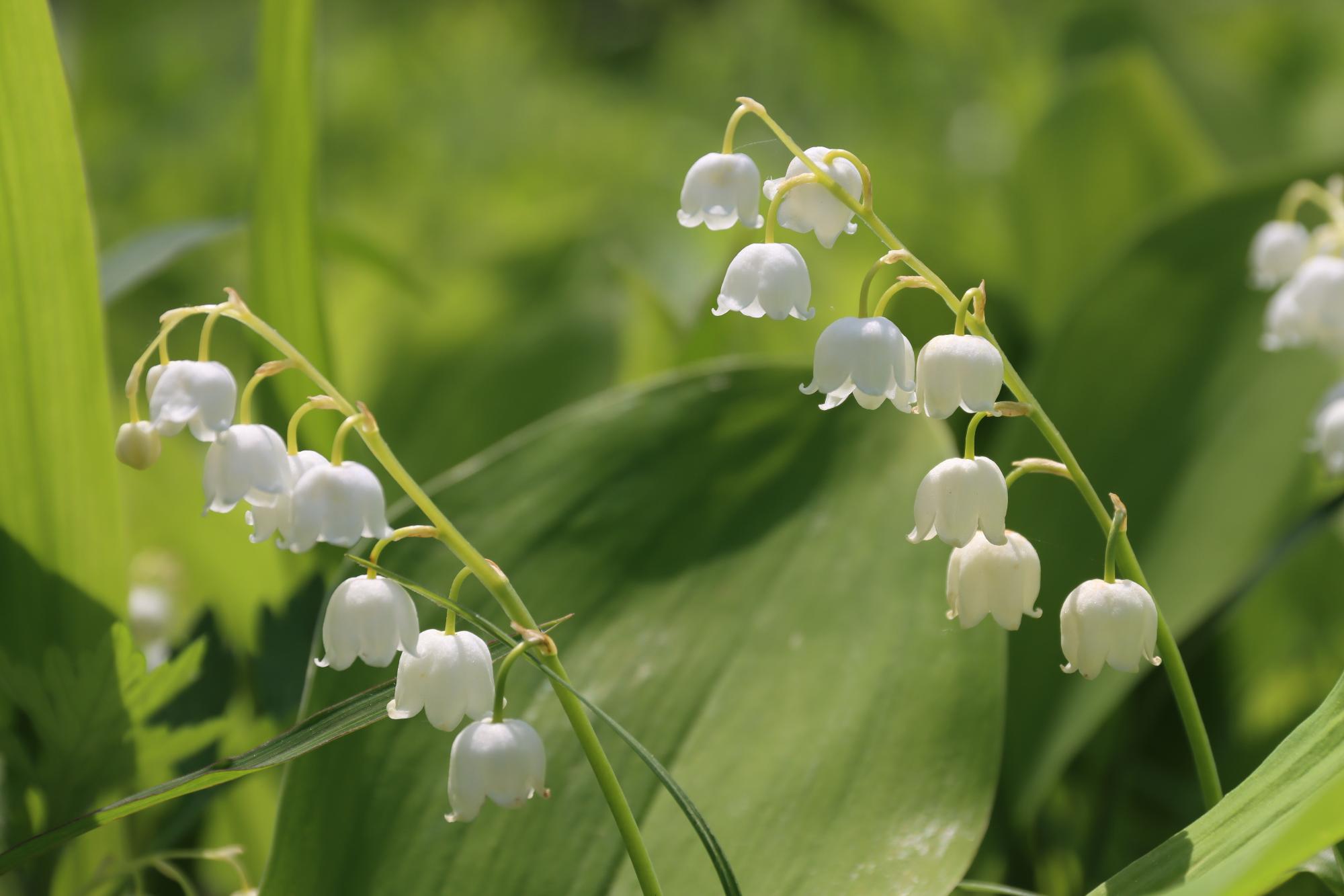 6月2日現在すずらん群生地開花状況