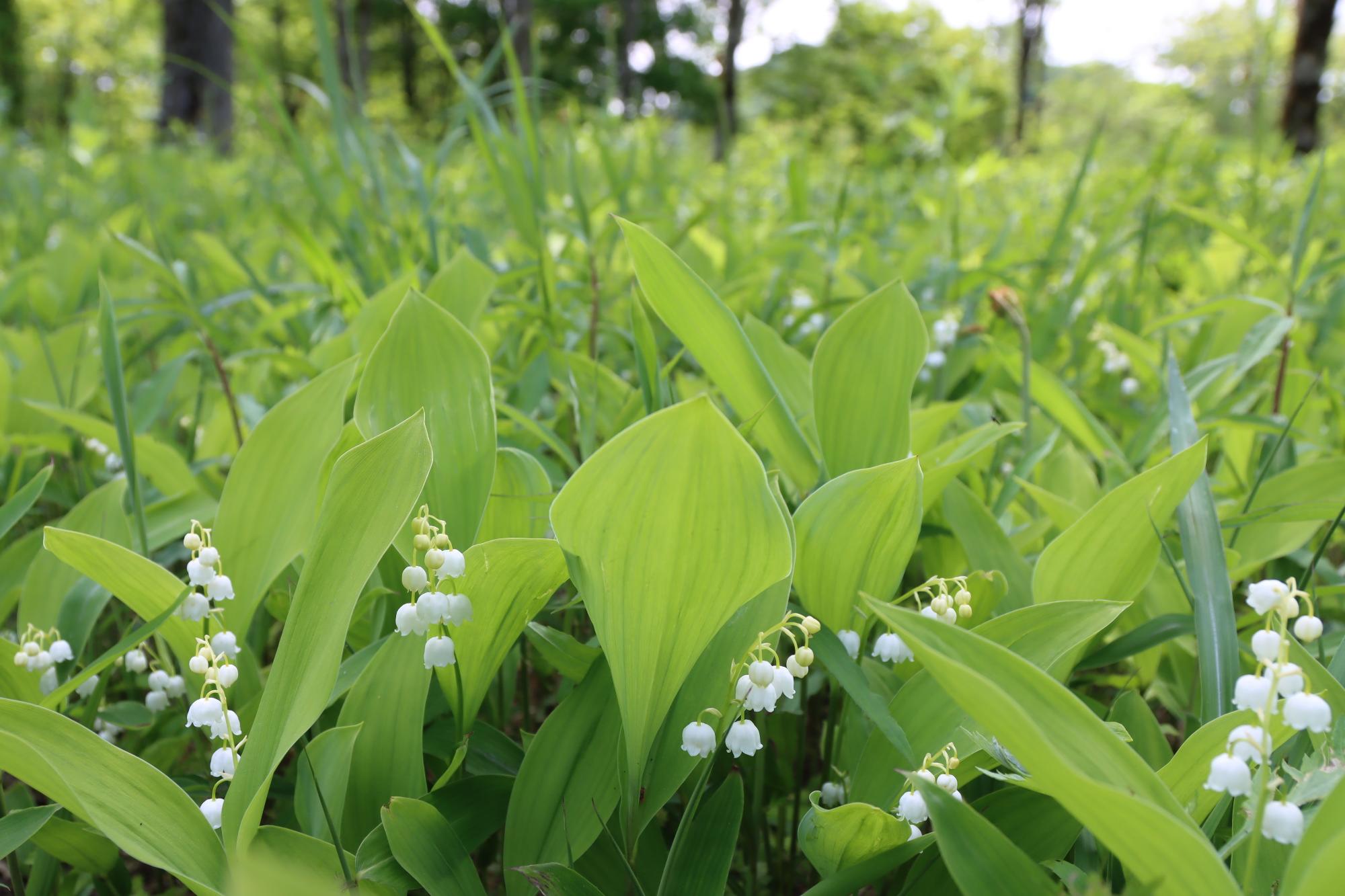 6月2日現在すずらん群生地開花状況2