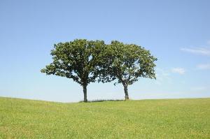 美しい木の写真