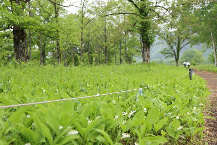 すずらん群生地